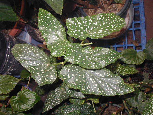 B. ‘Lee Ann’